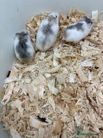 Hamster rodents - Advert 2