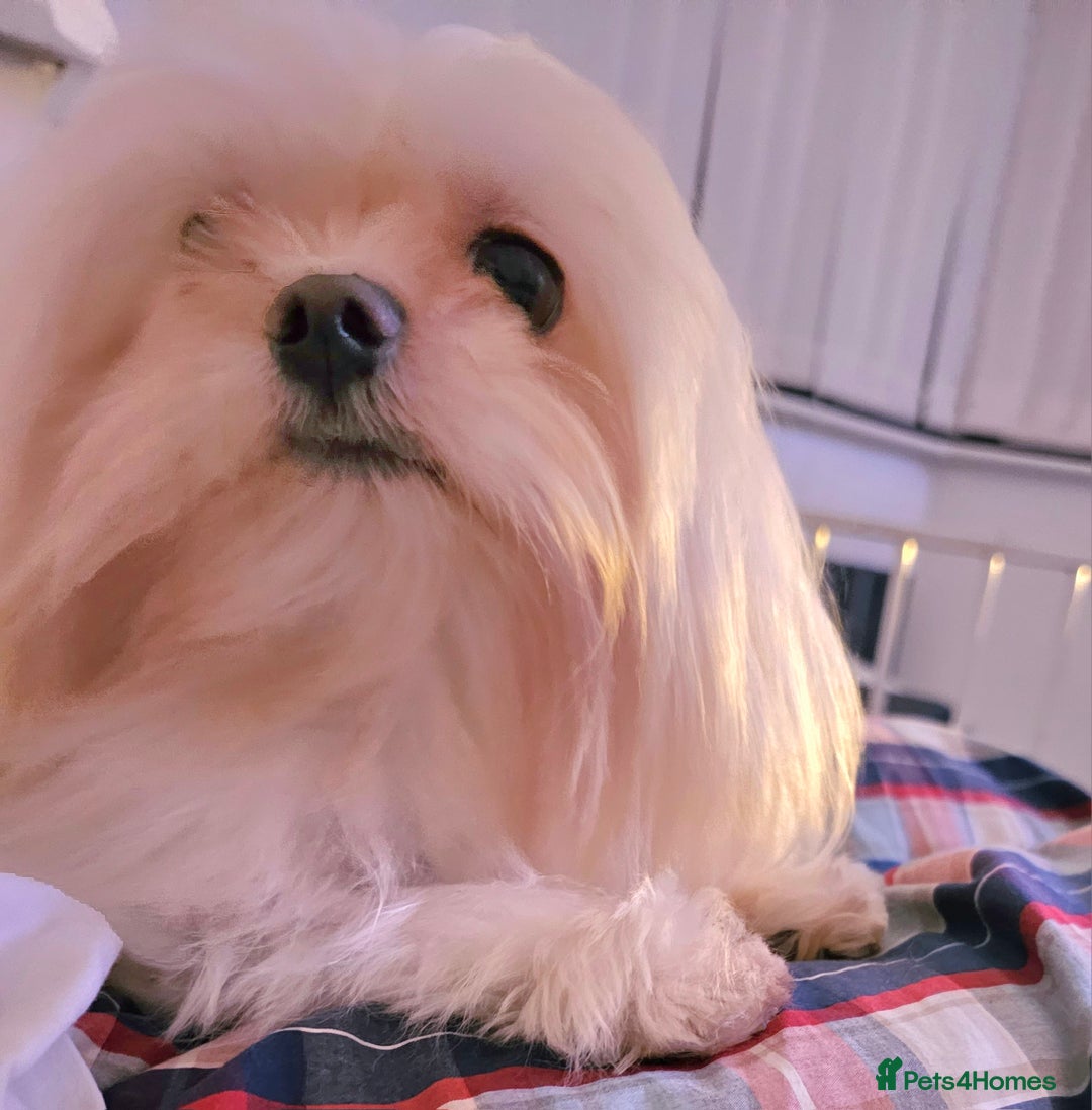 Maltese dogs for stud:  KC Maltese stud Korean line  in Derby - Advert 12