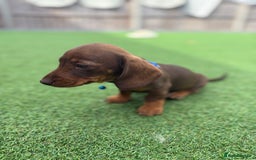Miniature Dachshund dogs for sale: MINITURE DACHSHUNDS  - Image 14