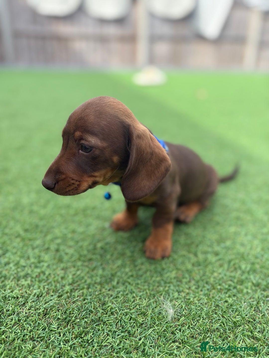 Miniature Dachshund dogs for sale: MINITURE DACHSHUNDS  - Image 14
