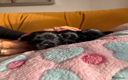 Yorkshire Terrier dogs for sale: Black Onyx Yorkie ready to Reserve 🖤 - Image 3