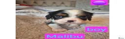 King Charles Spaniel dogs for sale: 6 beautiful king charles cavalier puppies - Advert 4