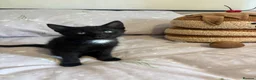Domestic Shorthair cats for sale: 3 black kittens  - Advert 20