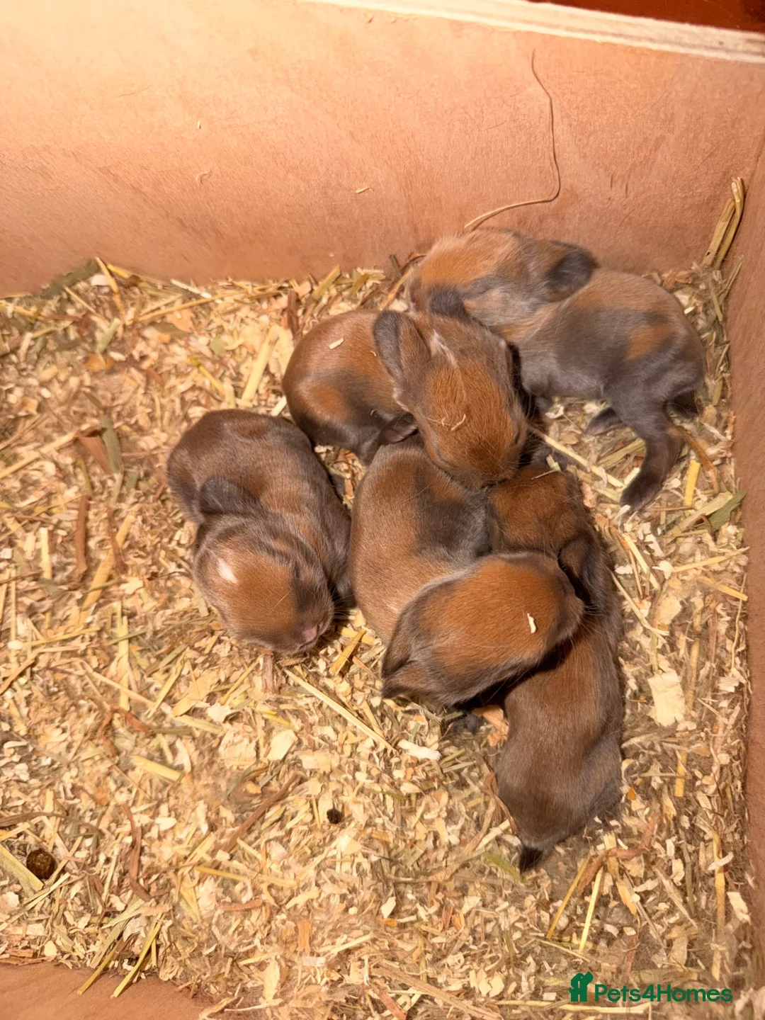 Mini Lop rabbits for sale: Mini lop bunnies for sale - Advert 2
