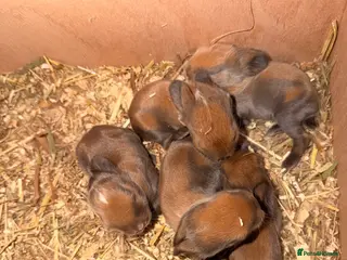Mini Lop rabbits Mini lop bunnies for sale - Advert 2