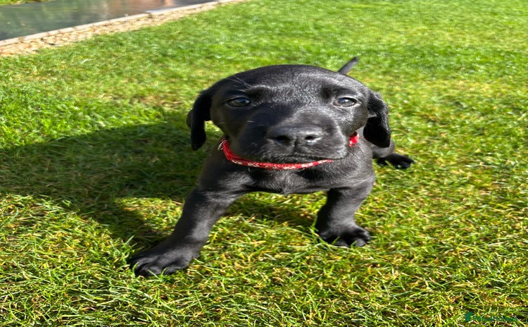 Mixed Breed dogs Black lab X GSP puppy 1 male remaining  - Advert 4
