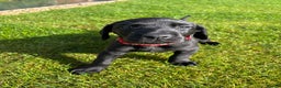 Mixed Breed dogs for sale: Black lab X GSP puppy 1 male remaining  - Advert 1