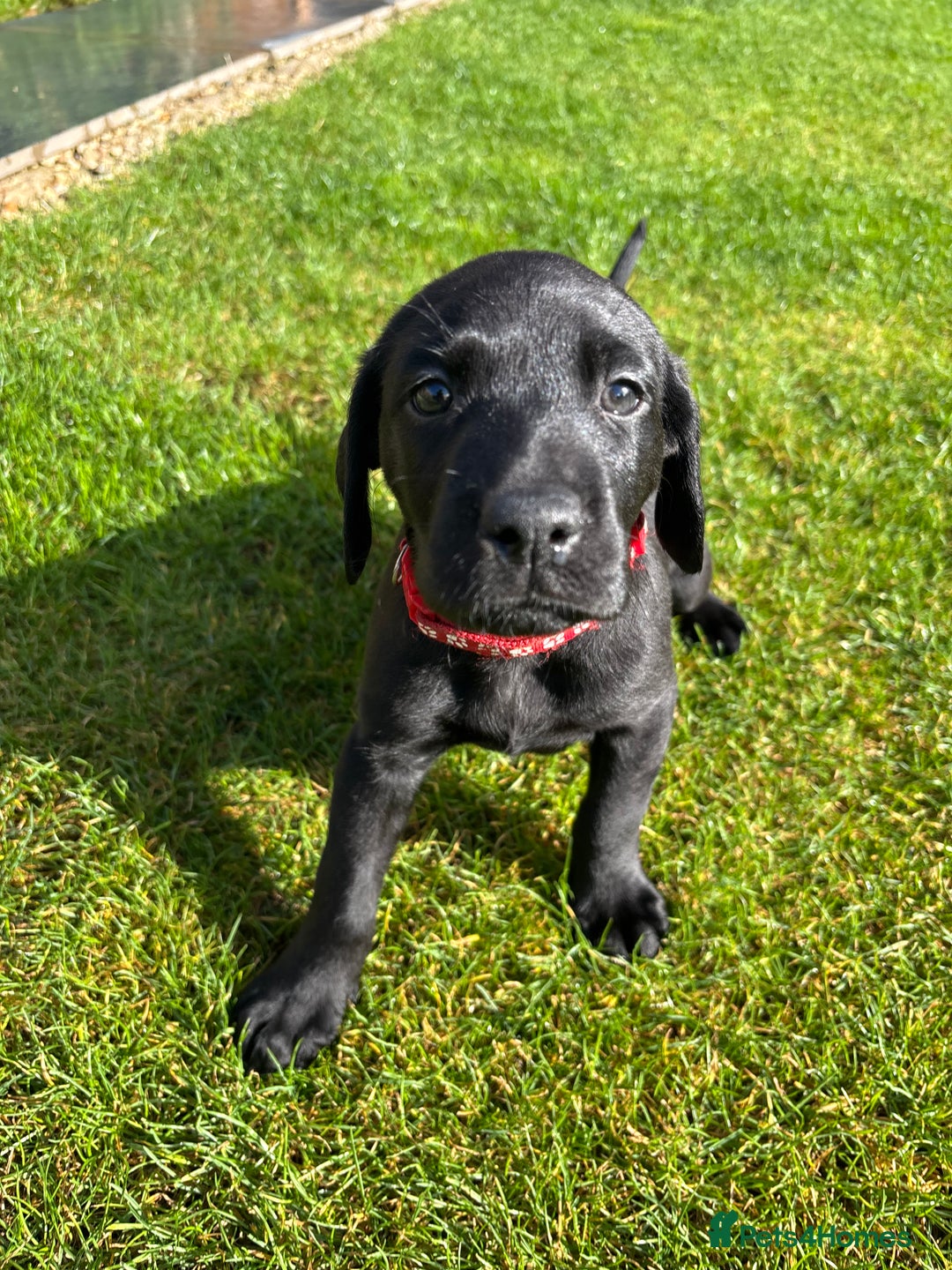 Mixed Breed dogs for sale: Black lab X GSP puppy 1 male remaining  - Advert 1