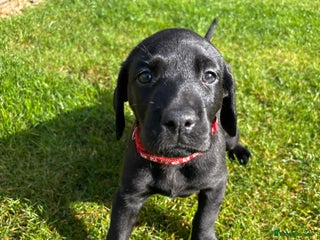 Mixed Breed dogs Black lab X GSP puppy 1 male remaining - Advert 1