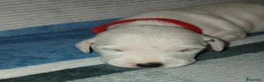 Dalmatian 7