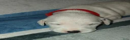 Dalmatian dogs for sale: Dalmatian puppies - Advert 12