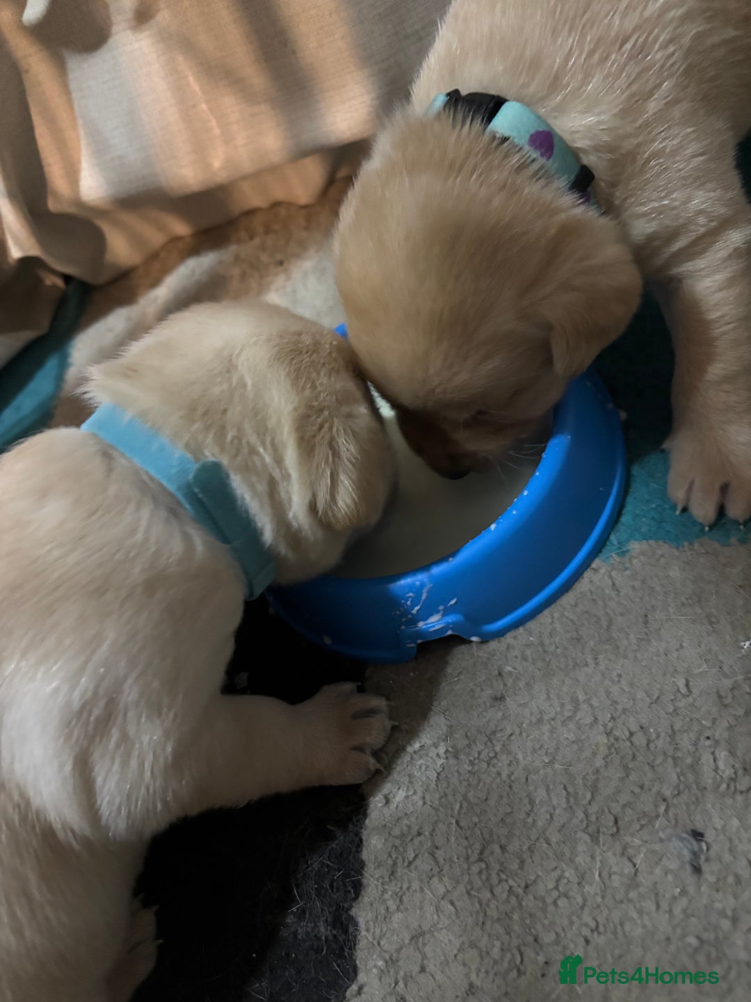 Labrador Retriever dogs for sale: 7 stunning chunky yellow Labradors - Advert 3