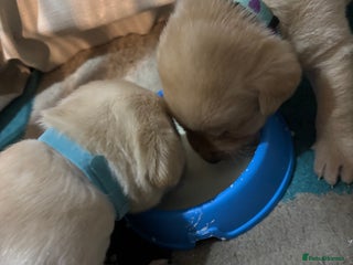 Labrador Retriever dogs 7 stunning chunky yellow Labradors - Advert 2