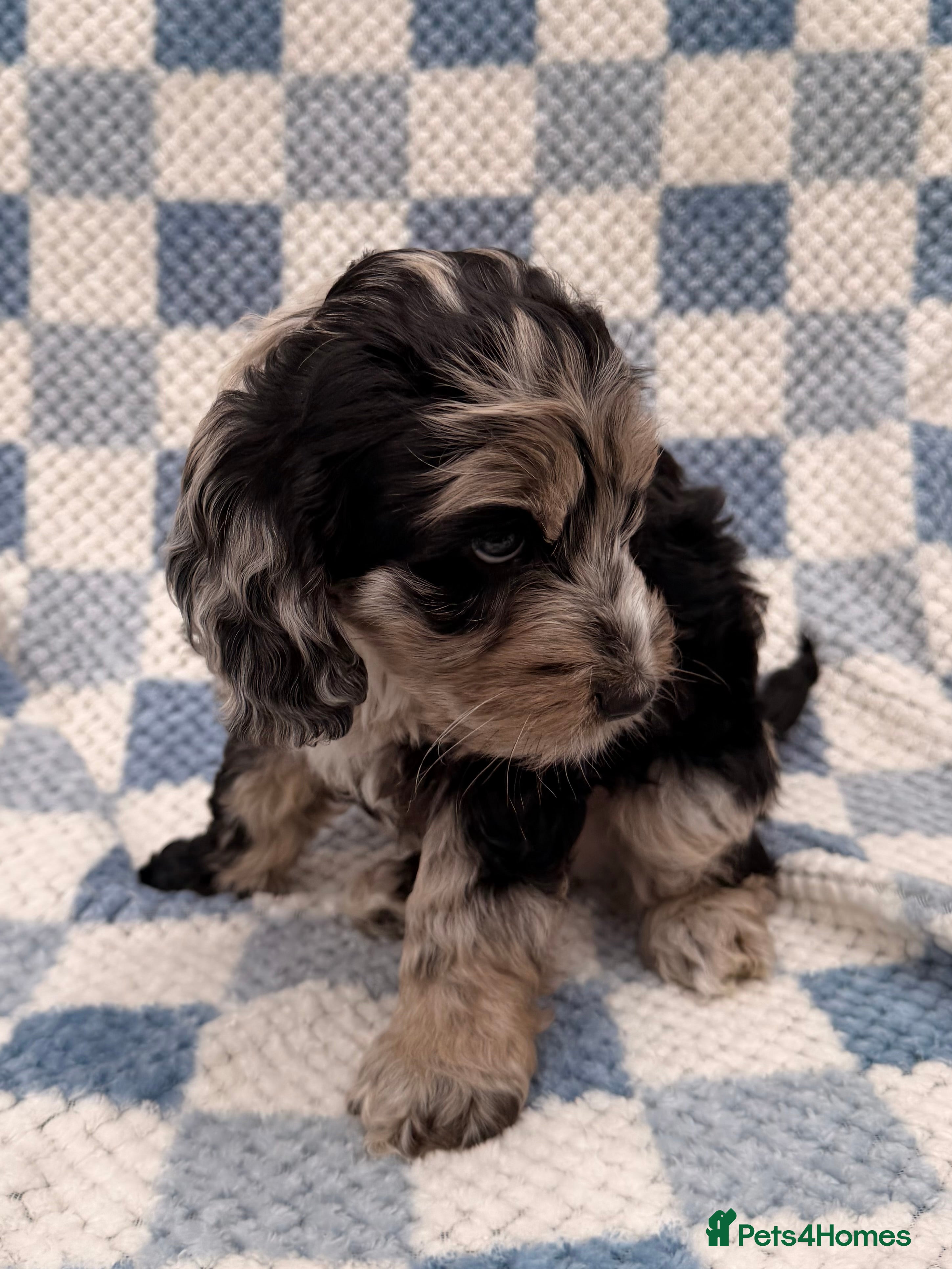 Cockapoo dogs F1 Cockapoo Puppies - Advert 12