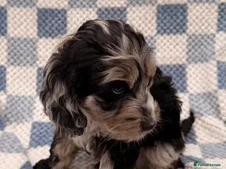 Cockapoo dogs F1 Cockapoo Puppies - Advert 12