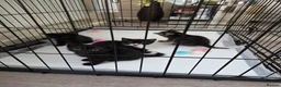 Russian Blue cats for sale: Russian tabys - Advert 4