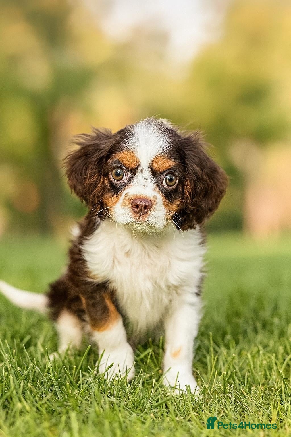 Cavalier King Charles Spaniel dogs Fully health tested kc chocolate tri dog   - Advert 12