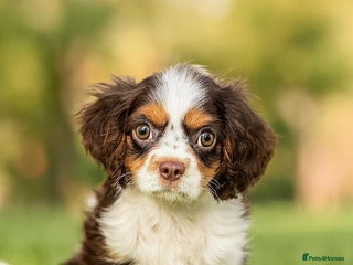 Cavalier King Charles Spaniel dogs Fully health tested kc chocolate tri dog - Advert 12