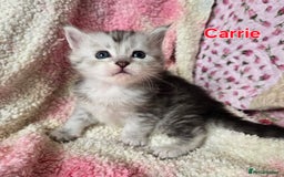 Maine Coon cats for sale: Beautiful playful Maine Coon kittens  - Image 10