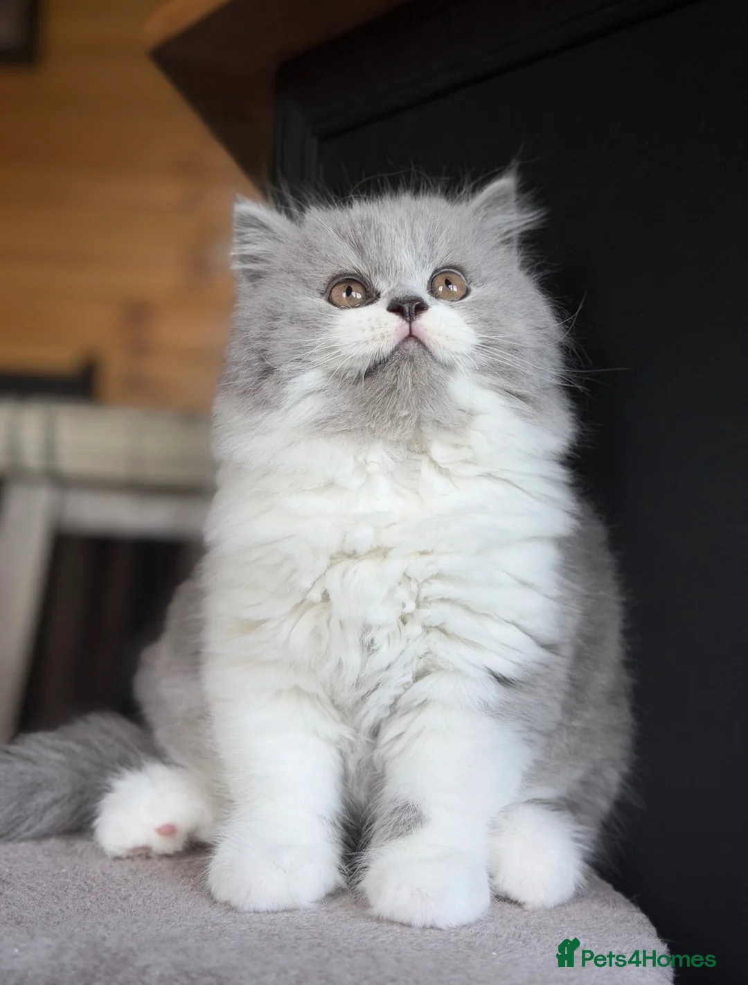 British Shorthair cats for sale: Last boy from a litter of 4💙 - Advert 2