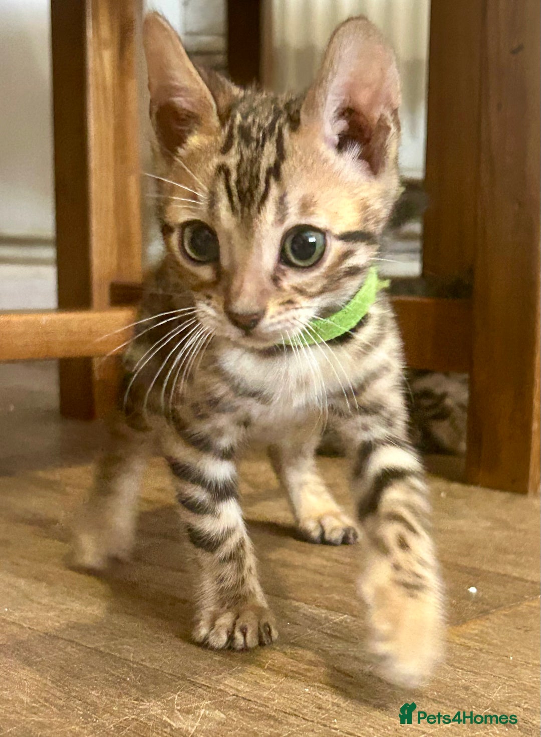 Bengal cats for sale: Update 3 Pedigree Bengals kittens for reservation  - Image 1