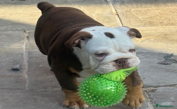 English Bulldog dogs - Advert 8