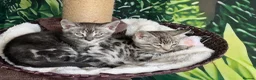 Bengal cats for sale: Stunning full marbled Bengal - Advert 12