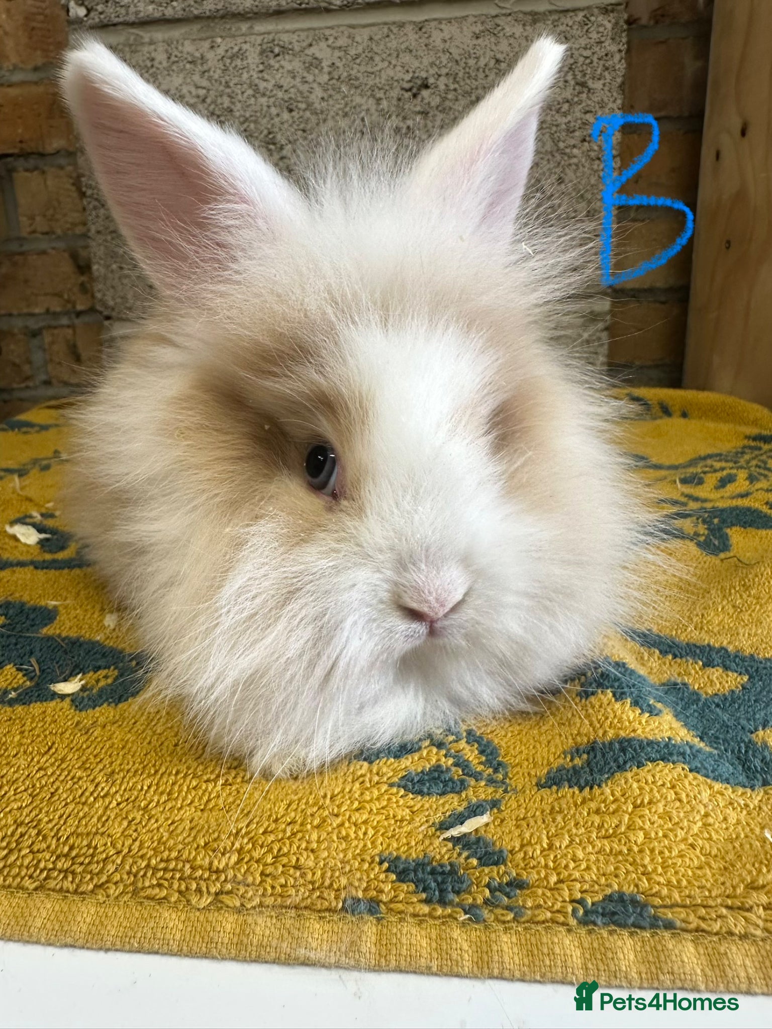 Lionhead rabbits Beautiful Lionhead Rabbits For Sale  - Advert 1