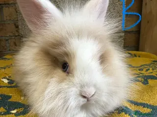 Lionhead rabbits for sale: Beautiful Male Lionhead Rabbits For Sale - Advert 1