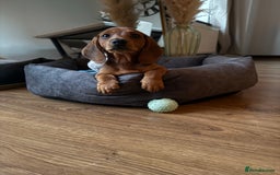 Miniature Dachshund dogs for sale: Mini Dachshund Puppy - Image 1
