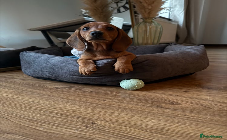Miniature Dachshund dogs - Advert 1