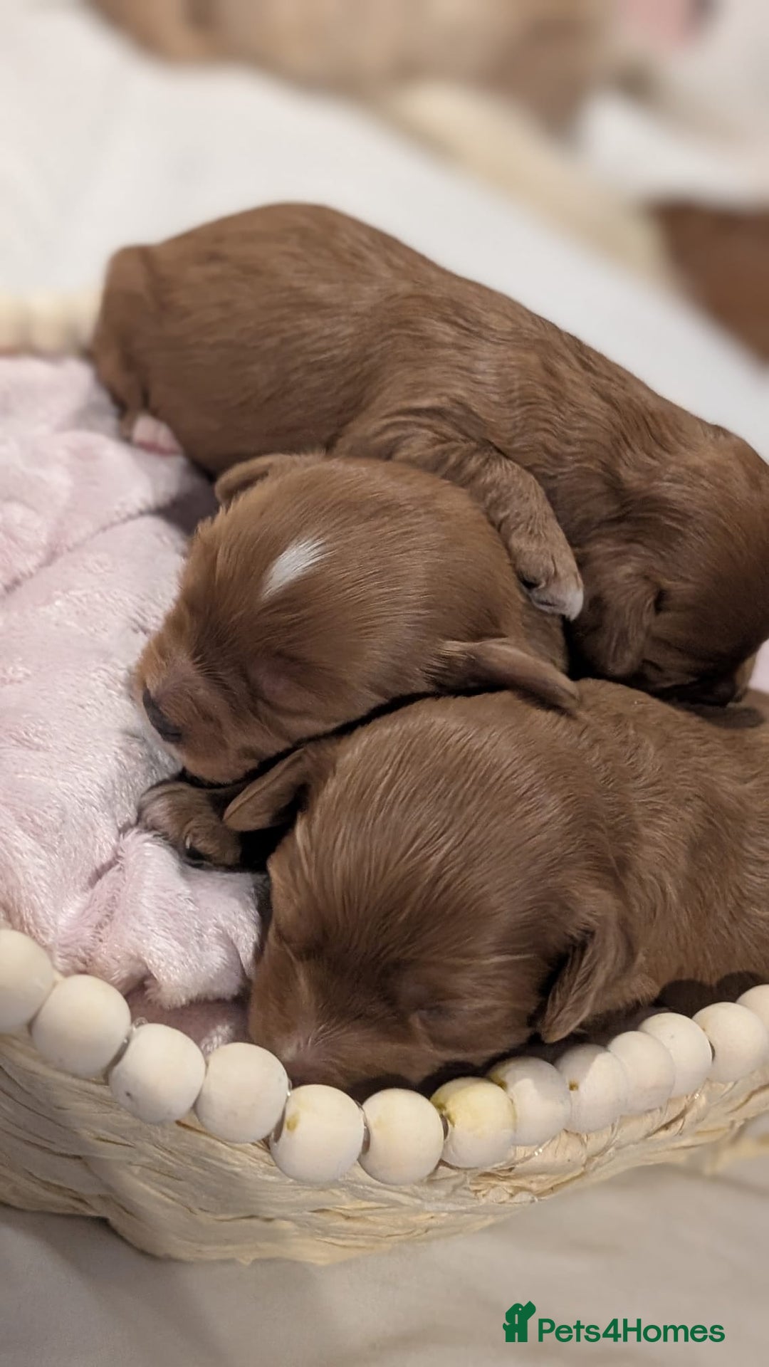 Cavapoo dogs for sale: Rare extensively health tested F1 cavapoos  - Image 13