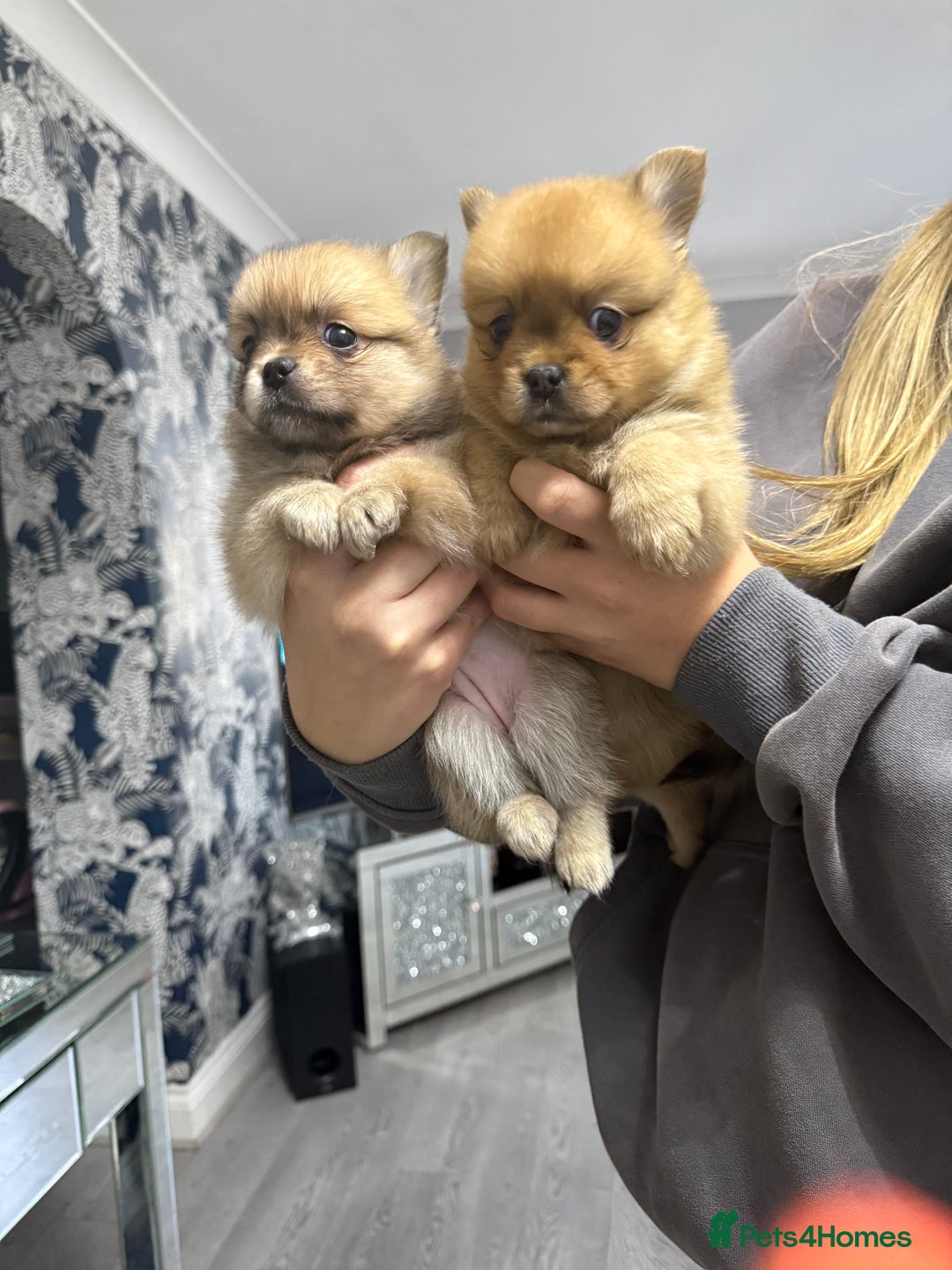 Mixed Breed dogs for sale: NEW BREED! Pomeranian x FULL FLUFFY FRENCHIE  - Image 17