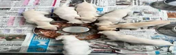 Whippet dogs for sale: Top Quality KC Reg Cream/white Whippet Puppies - Advert 3