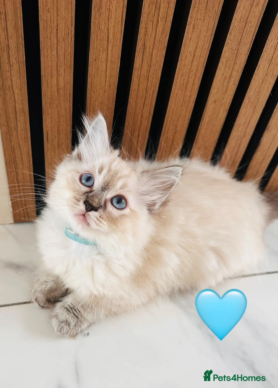 Ragdoll cats for sale: 🩷💕💝Stunning GCCF Registered Ragdoll Kittens😻😻 - Advert 33