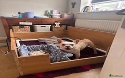 French Bulldog dogs for sale: KC FRENCH BULLDOG PUPPIES - READY NOW - Image 6
