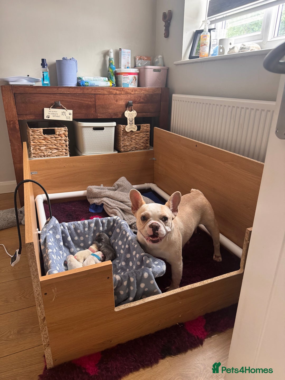 French Bulldog dogs for sale: KC FRENCH BULLDOG PUPPIES - READY NOW - Image 6