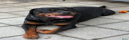 Rottweiler dogs for sale: Beautiful German bloodline Rottweiler puppies - Advert 31
