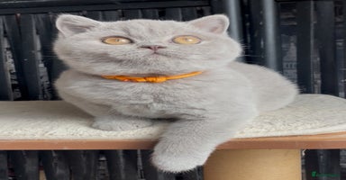 British Shorthair cats - Advert 13