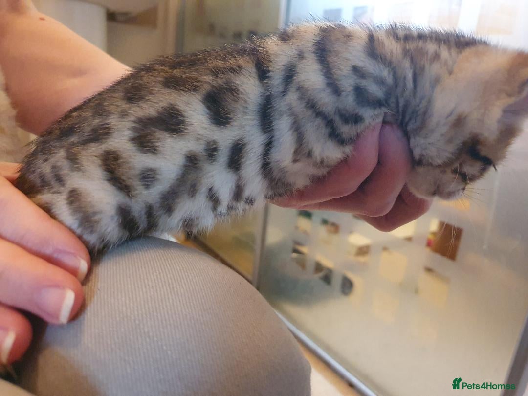 Bengal cats for sale: Pure Bengal kittens for sale - Image 6