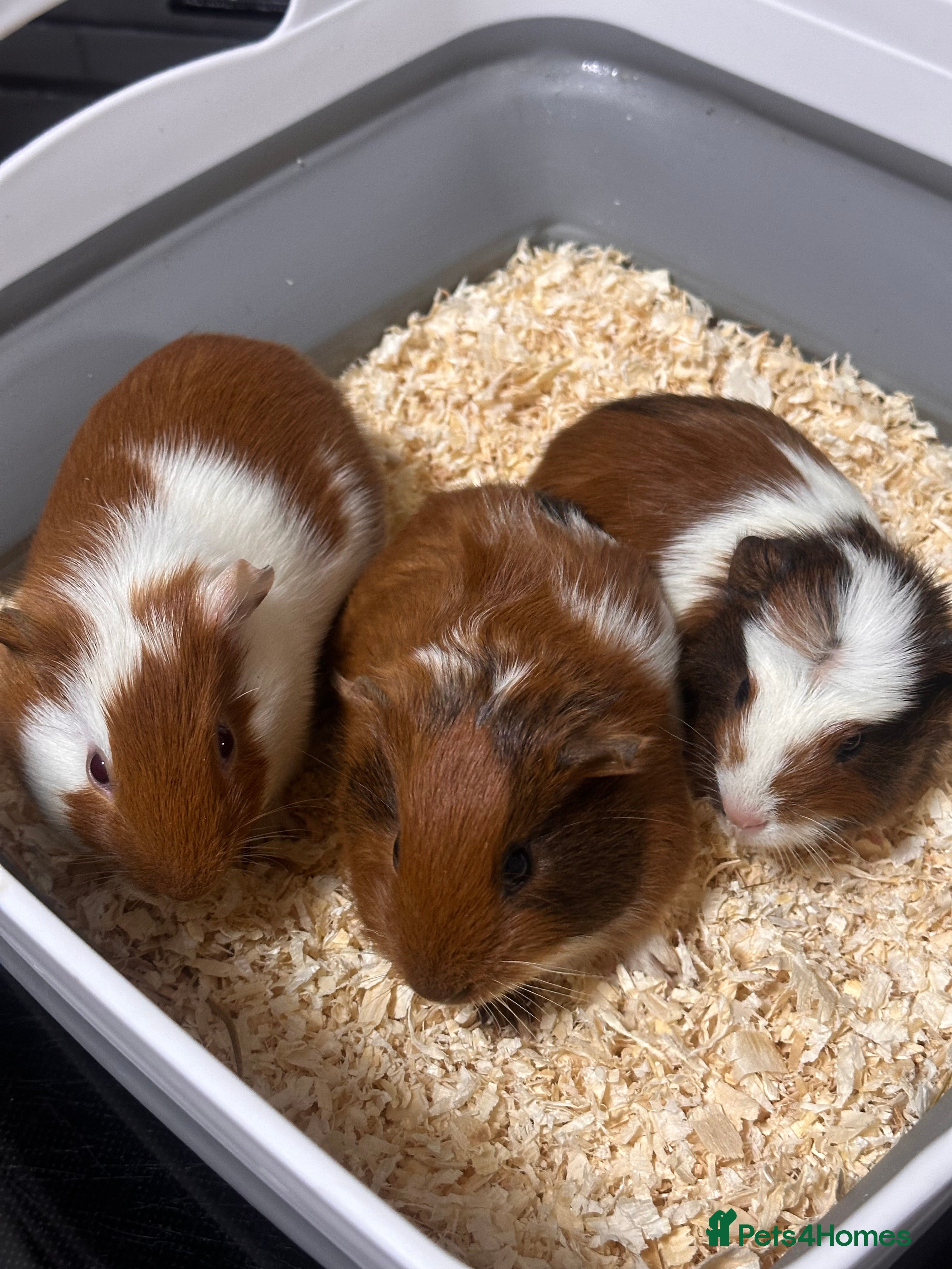 Guinea Pig rodents Gorgeous baby Guineapigs  - Advert 6