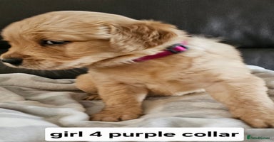 Golden Retriever dogs - Advert 6