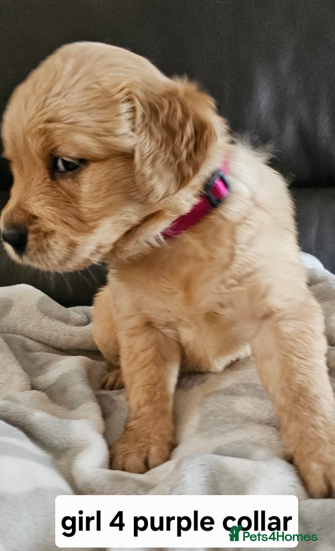 Golden Retriever dogs for sale:  golden retriever pups - Advert 5