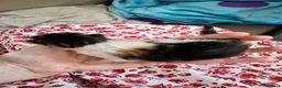 Domestic Shorthair cats for sale: 5 beautiful kittens - Advert 27