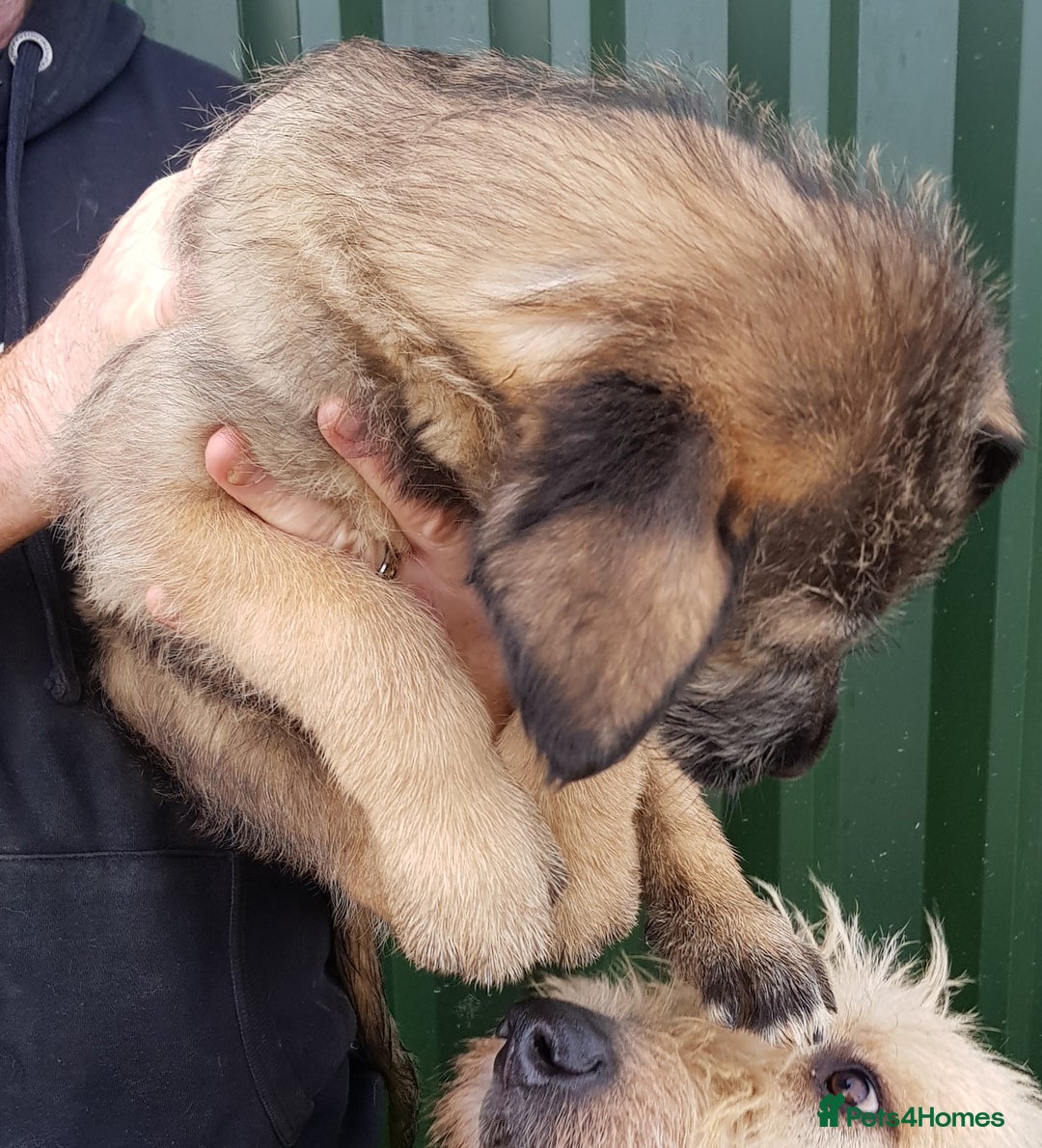 Irish Wolfhound dogs for sale: Irish Wolfhound Pups - Advert 4