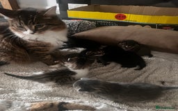 Mixed Breed cats for sale: Mix breed kittens  - Image 8
