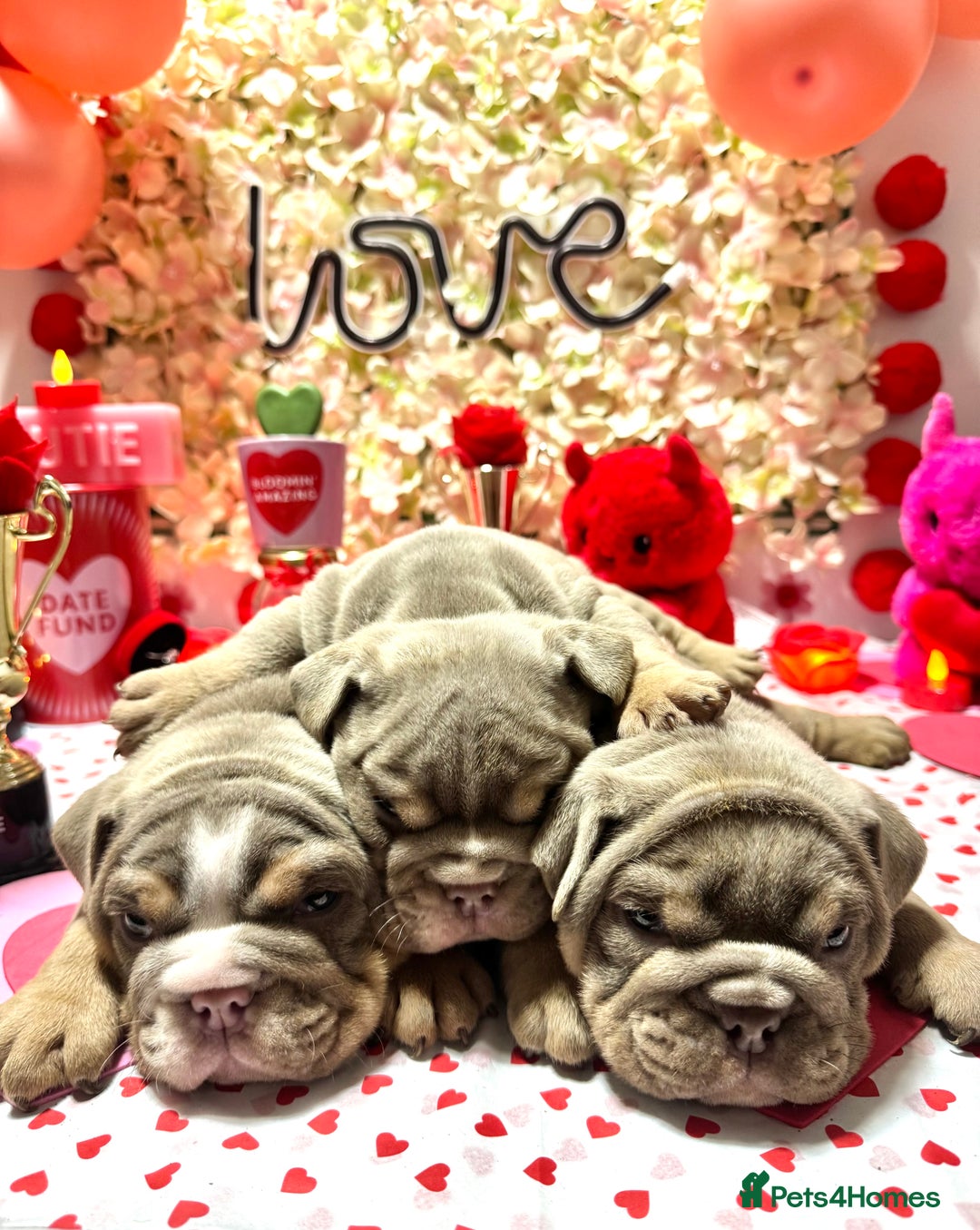 English Bulldog dogs for sale: Elite KC Registered English Bulldog Puppies - Advert 11