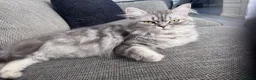 Ragdoll cats for sale: Ragdoll Persian kittens  - Advert 1