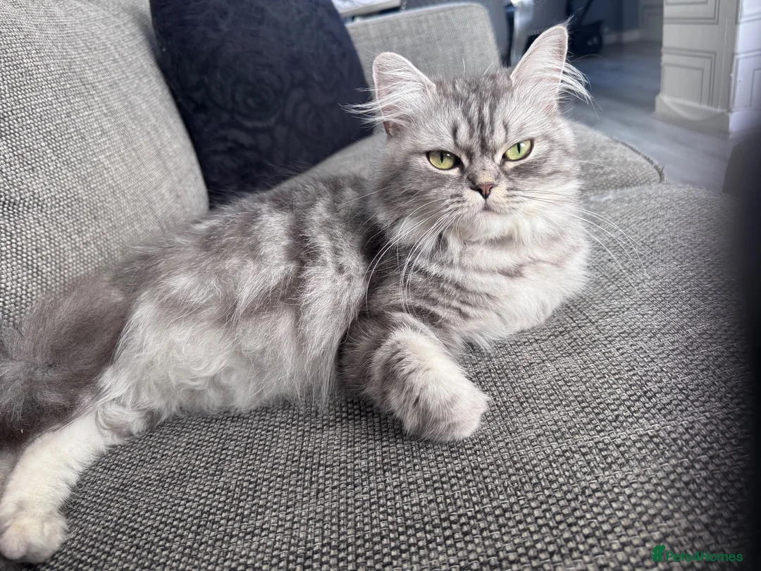 Ragdoll cats for sale: Ragdoll Persian kittens  - Advert 1
