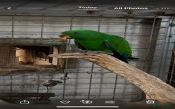 Parrots birds for sale: Male eclectus parrot - Image 1